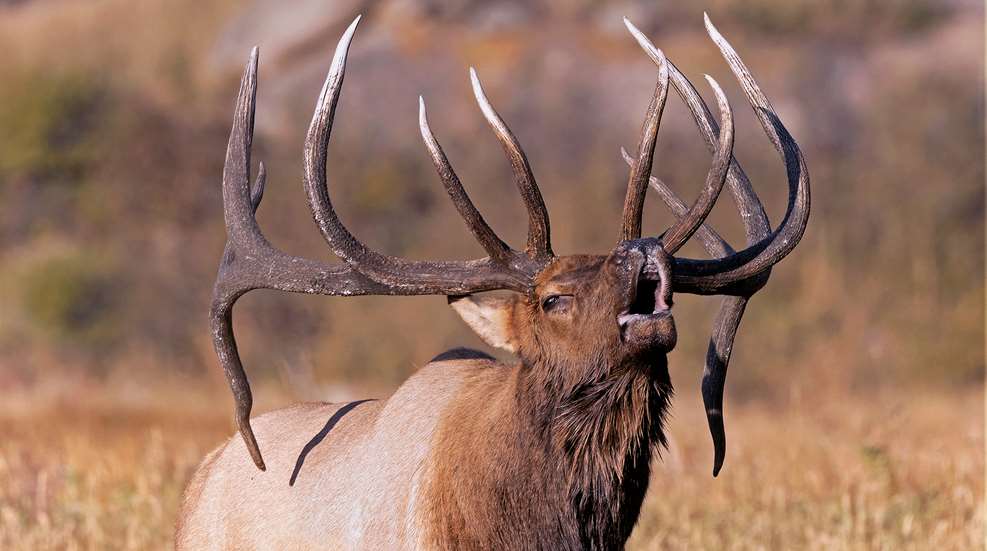 Unlock Overlooked Elk Country Lead