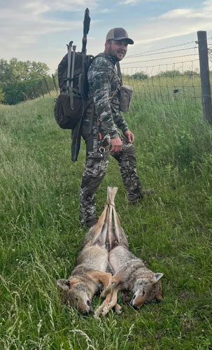 Summertime coyote haul