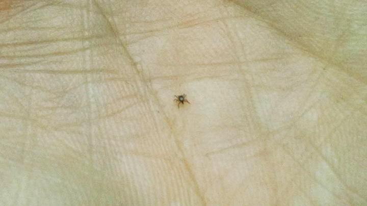 Nymph tick