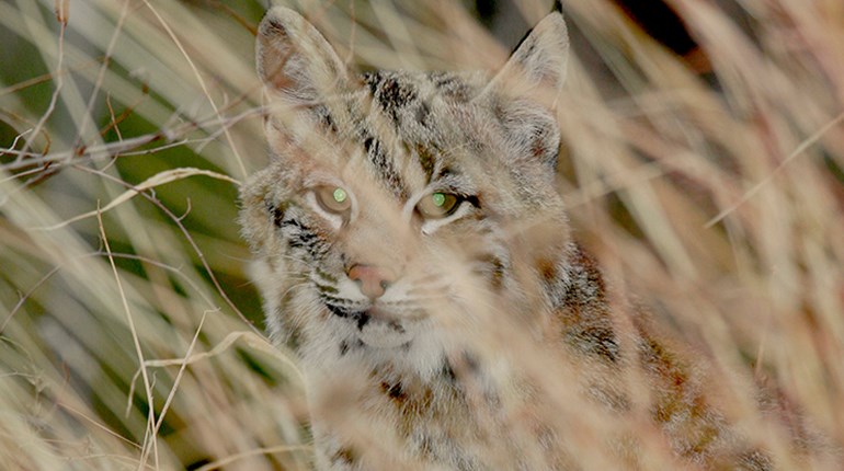 Bobcats Come Creeping | An Official Journal Of The NRA