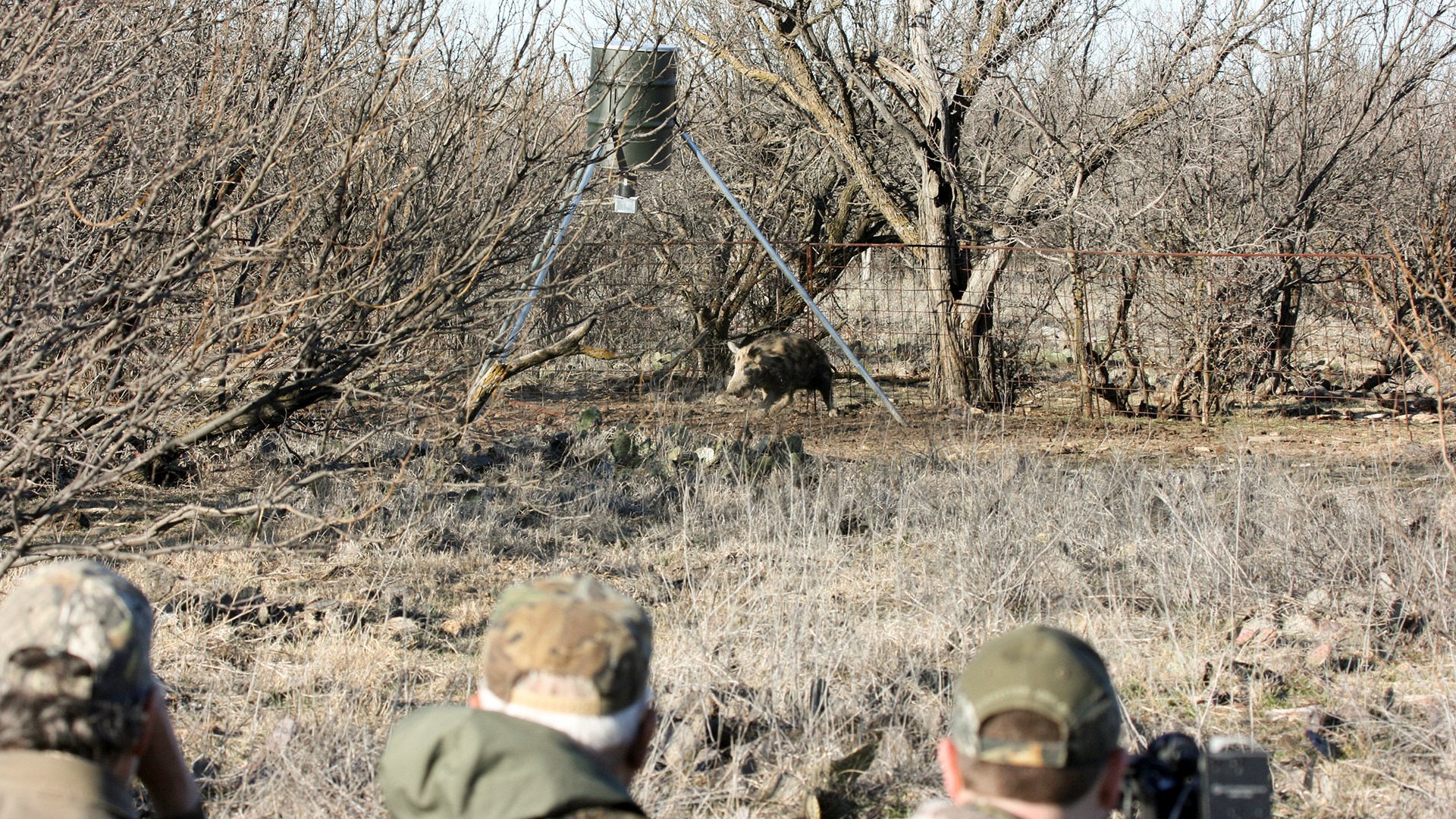 Hogs at feeder