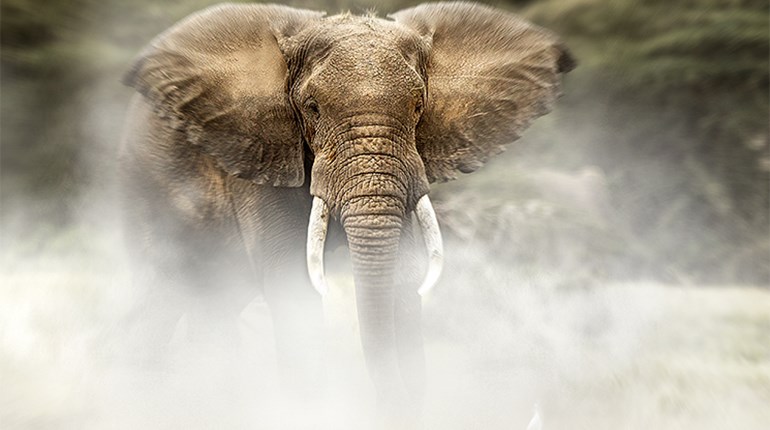Hunting in the Tracks of Selous | An Official Journal Of The NRA