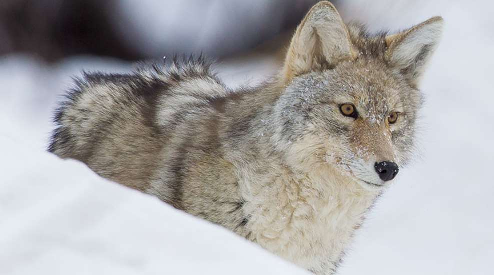 coyotedogs_lead.jpg