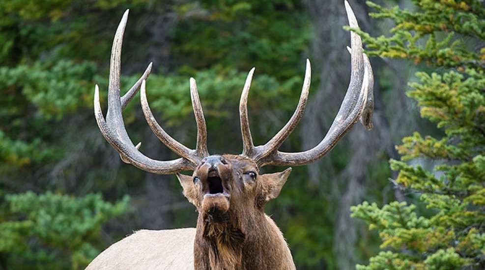 elk_royalty_f.jpg