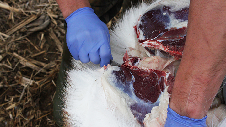 Hunter cutting around the animal’s anus, so it and the large intestine are no longer attached to the pelvic canal.