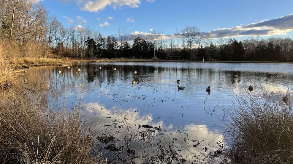 Decoy Spread