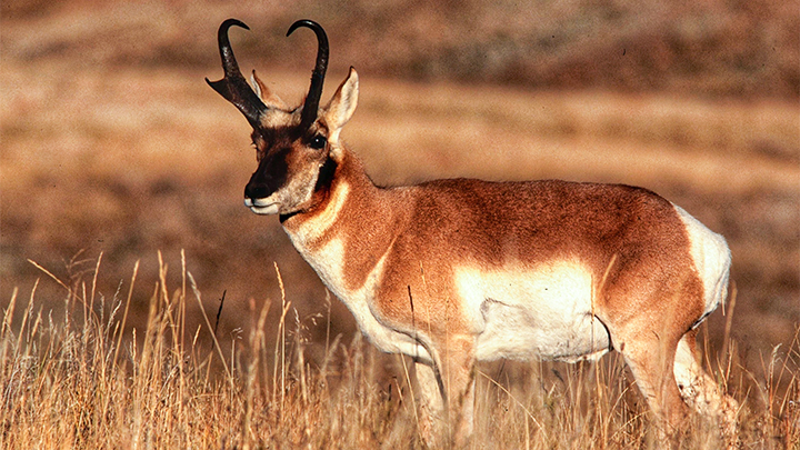 Pronghorn Antelope Buck