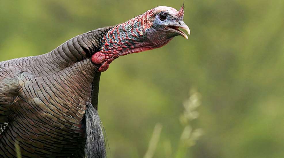 Know-How: When Toms Gobble Most | An Official Journal Of The NRA