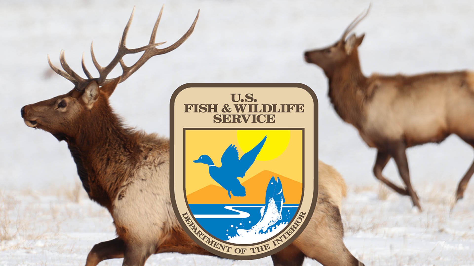 Elk USFWS
