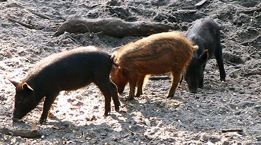 missouri_hog_problems_f.jpg