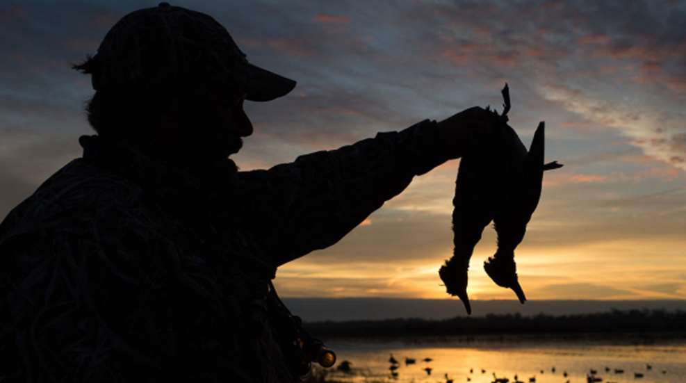 Ledehunter Holding Duck