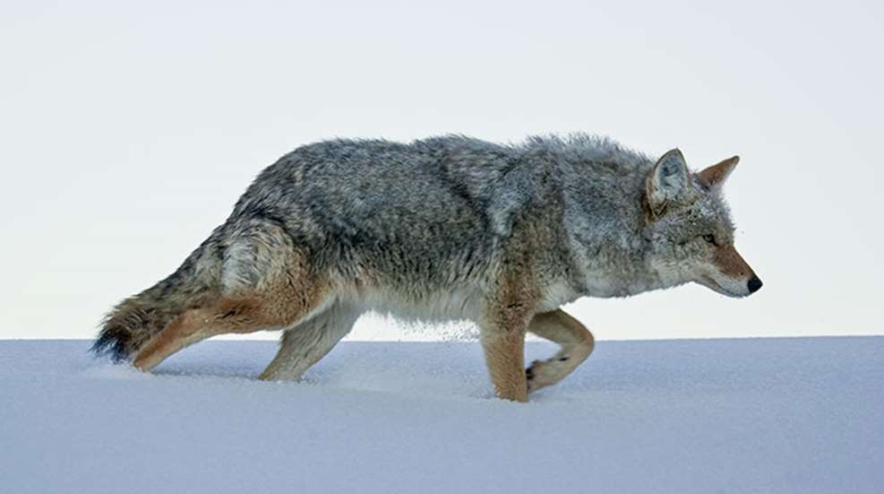 coyoteswithoutcalls_lead.jpg