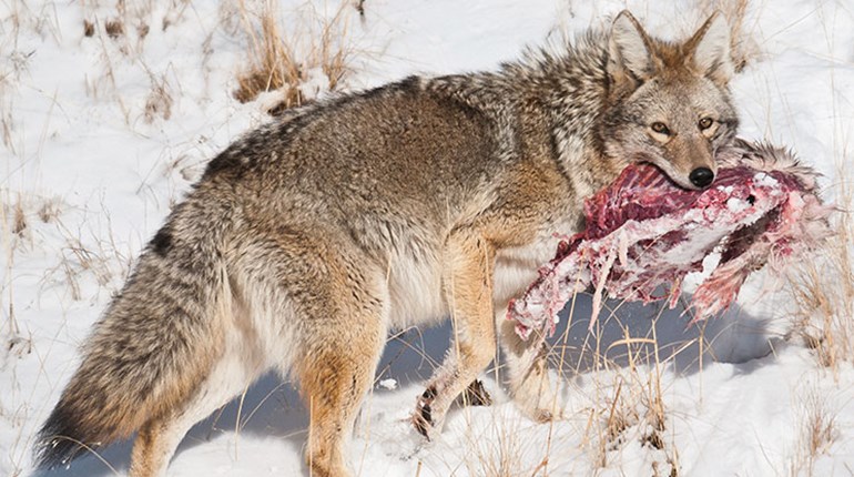 How Much Do Coyotes Affect Deer Populations? | An Official Journal Of The NRA