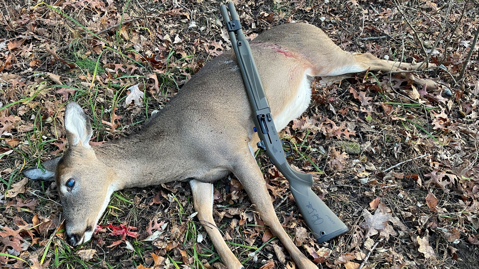 Shotgun on dead doe