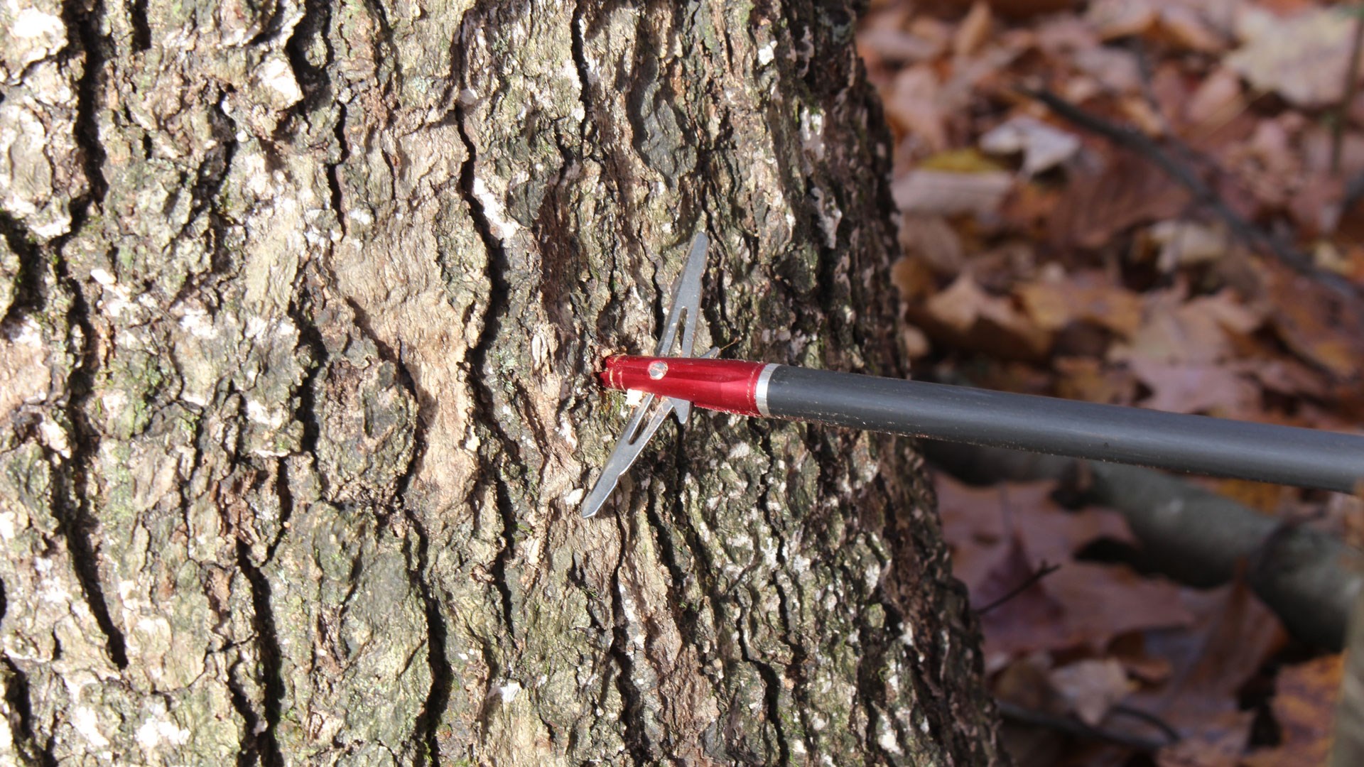 Broadhead in tree