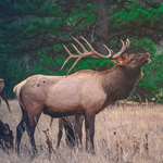Rocky Mountain Elk