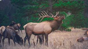 Rocky Mountain Elk