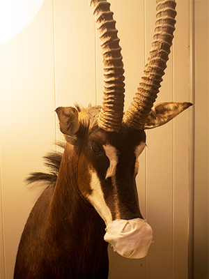 African Game Taxidermy on Wall With Mask