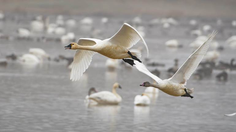 More than $1.3 Billion Raised by Duck Stamp Sales | An Official Journal Of The NRA