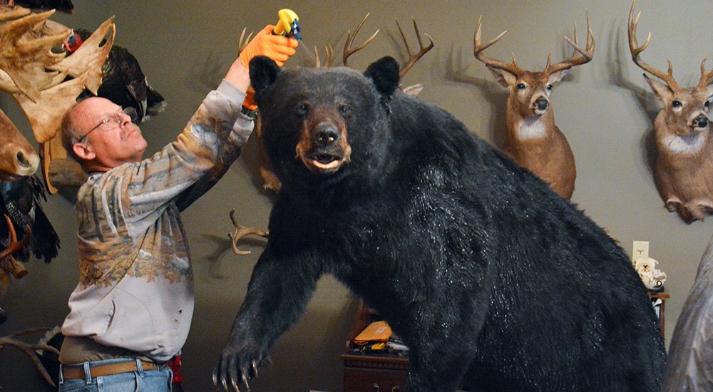 Man Spraying Bear Taxidermy with Mount Medix Protectant
