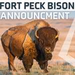 Fort Peck Bison Announcement LEDE