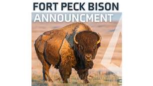 Fort Peck Bison Announcement LEDE