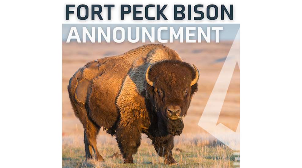 Fort Peck Bison Announcement LEDE