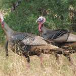 TURKEY TIME