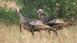 TURKEY TIME