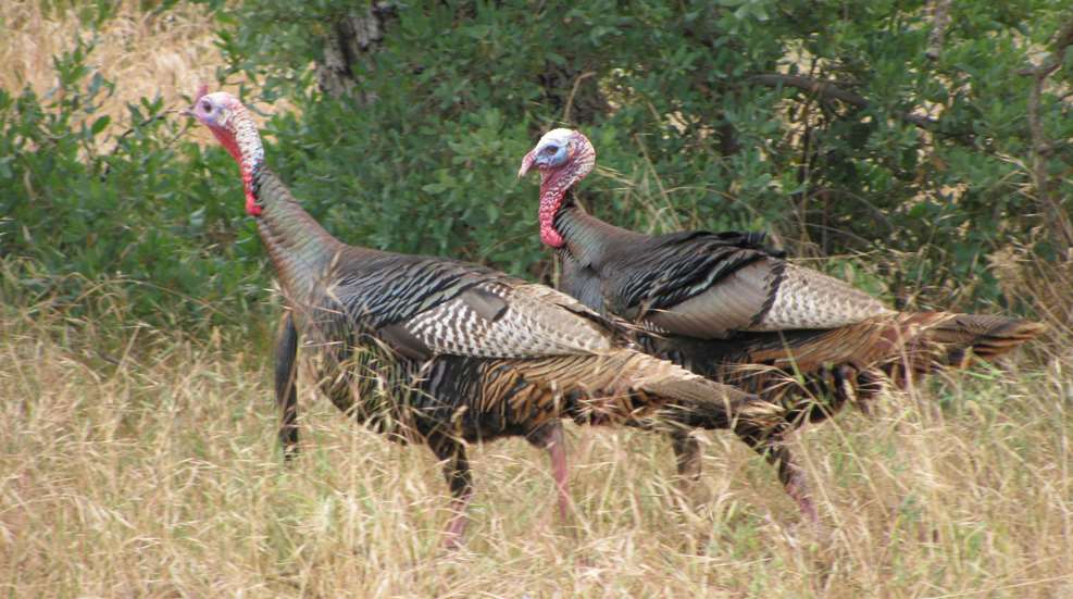 TURKEY TIME