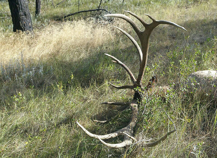 Potential WorldRecord Elk Confirmed An Official Journal Of The NRA