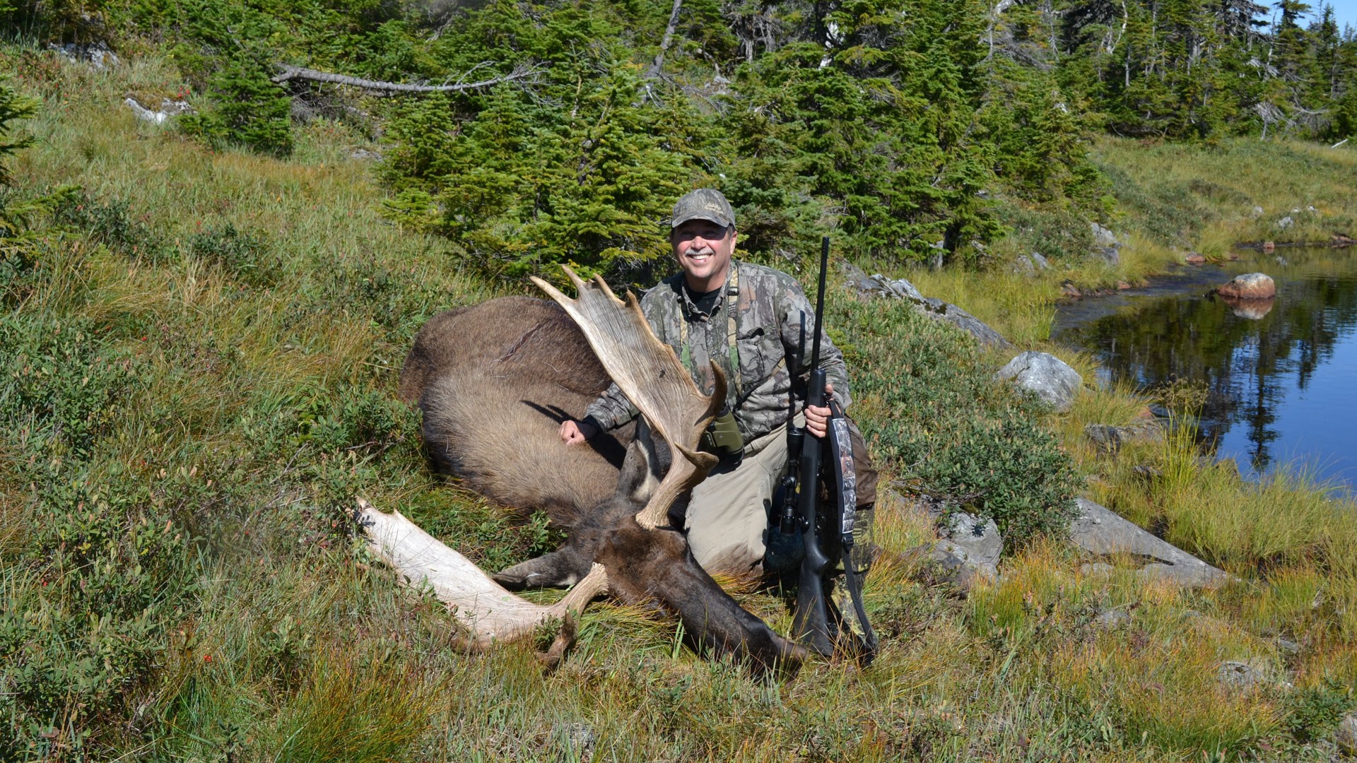 Newfoundland moose