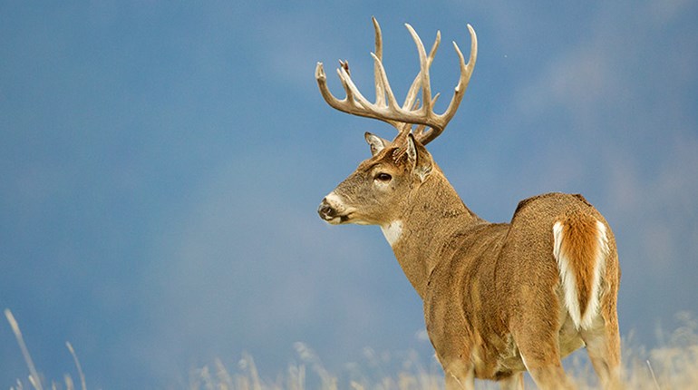 12 Tips for the Rut | An Official Journal Of The NRA