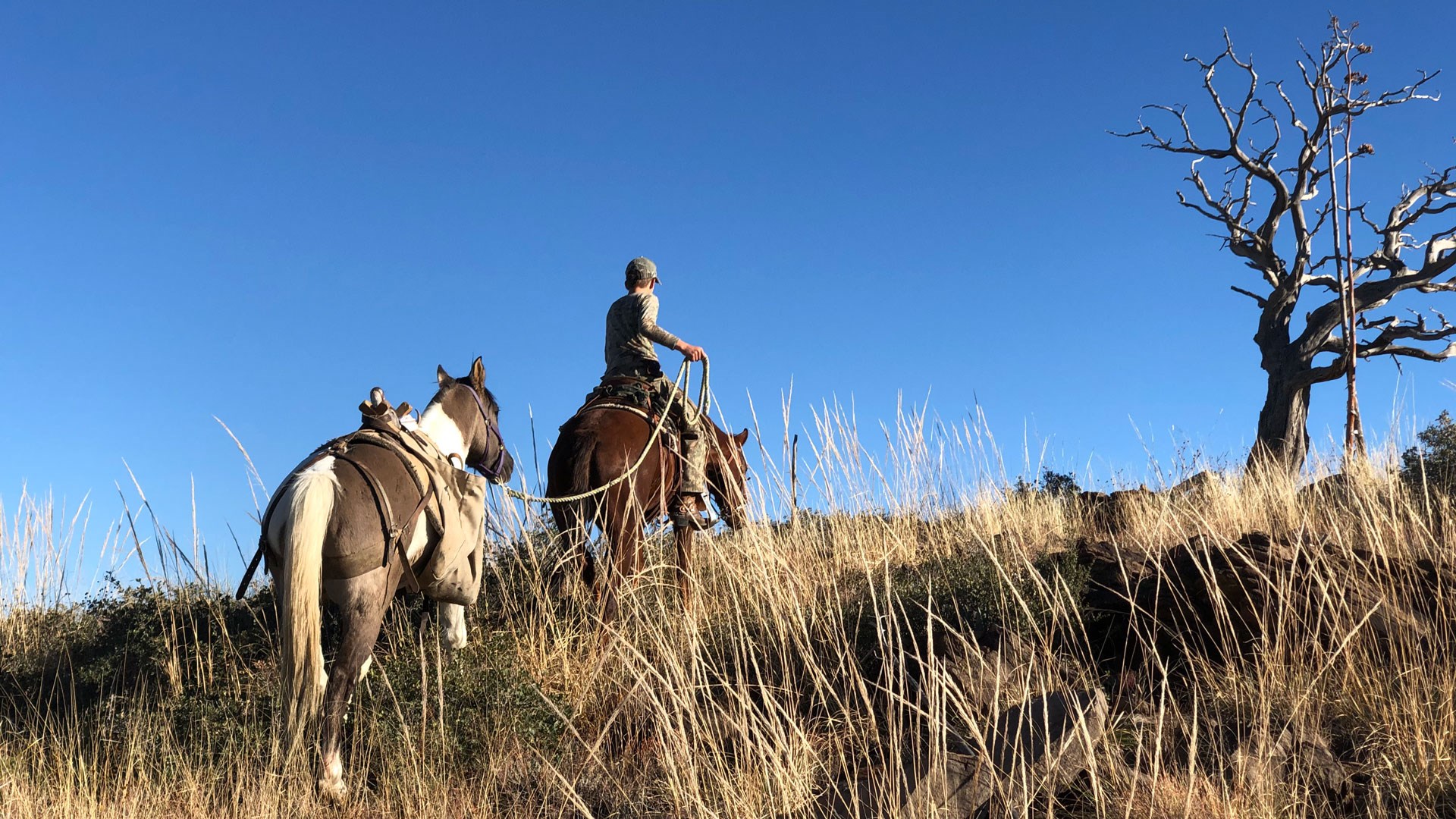 Man riding with packhorse in tow