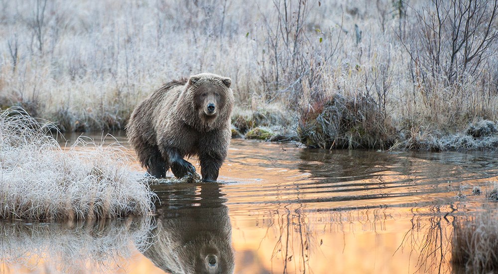 Brown Bear in Shallow Creek