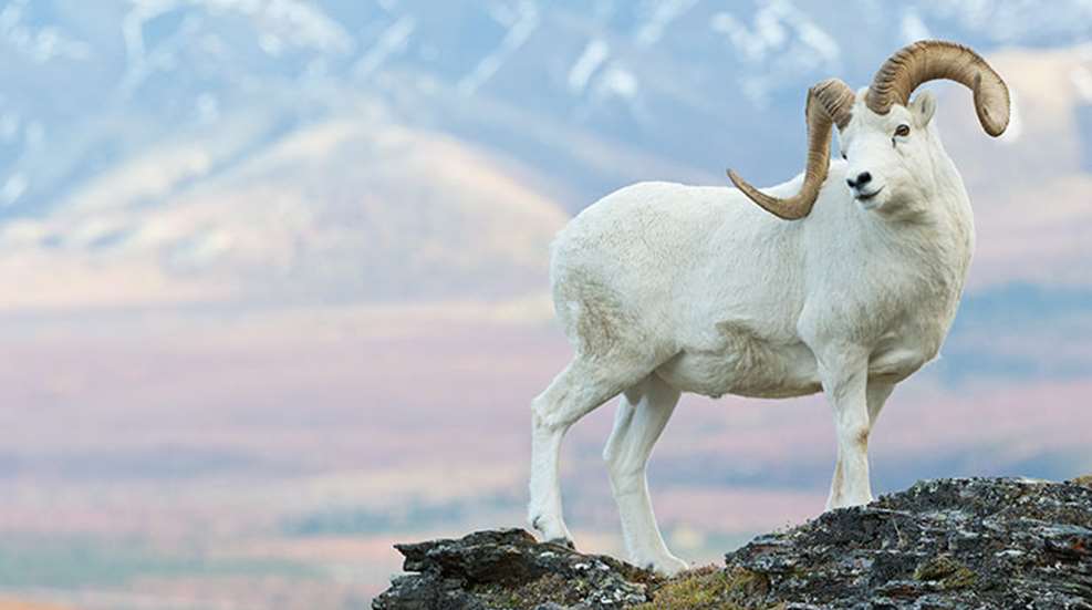 so_you_want_to_hunt_sheep_f.jpg