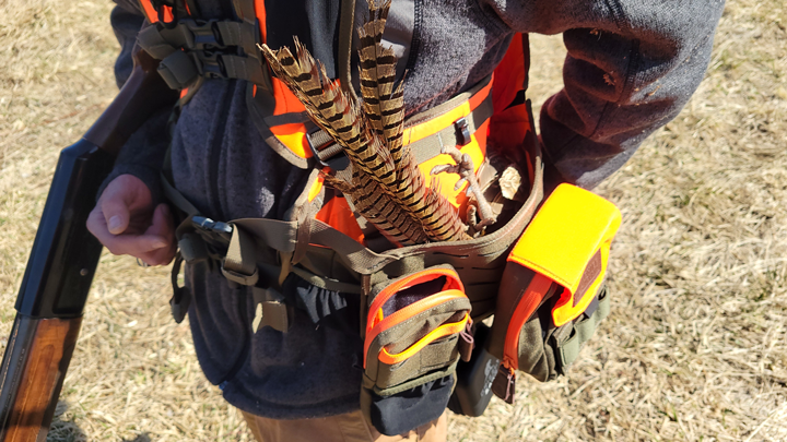 Pheasant Sticking Out of Vest