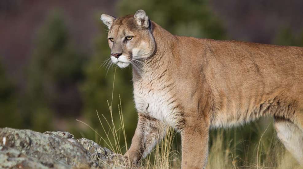 tc-mountain-lion-d00577-00207.jpg