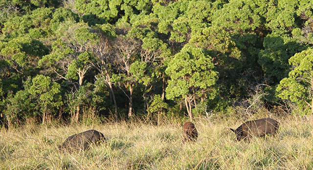 Pigs in the Field