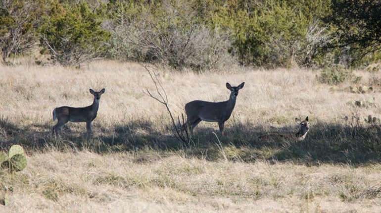 5 Reasons to Shoot An Antlerless Deer | An Official Journal Of The NRA