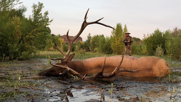 Elk Hunter Walking Up to Downed Bull Elk