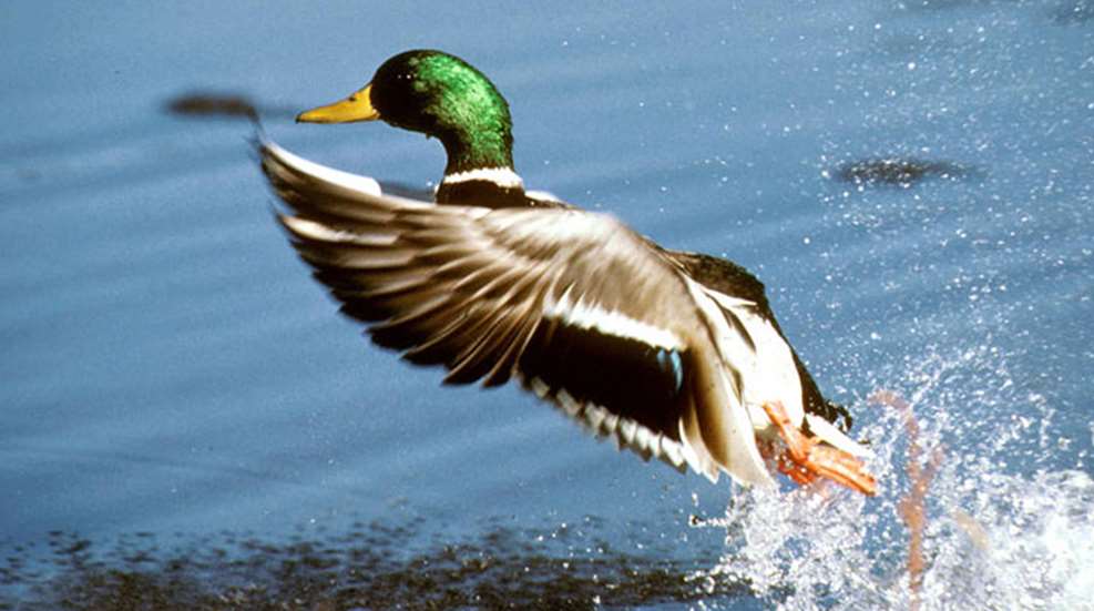 mallard_lead.jpg