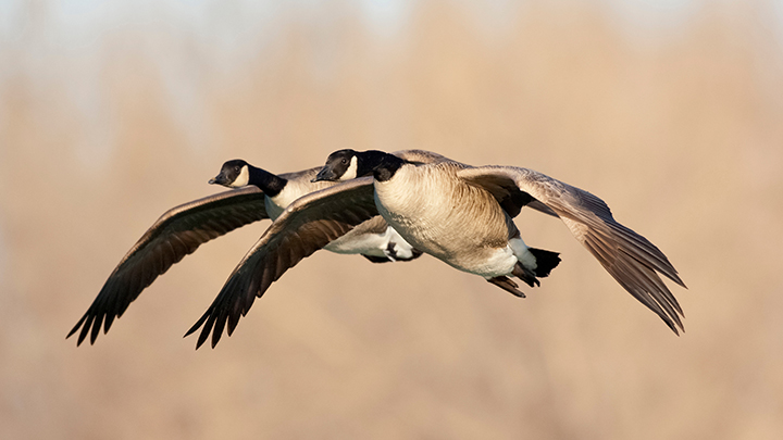 Canada Geese in Flight