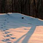 LEDE Vermont Wildlife Tracking 1