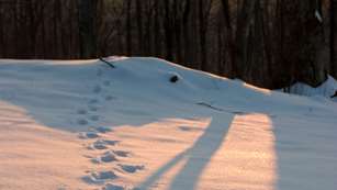 LEDE Vermont Wildlife Tracking 1