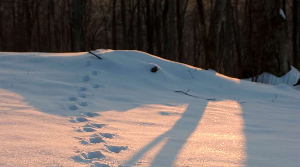 LEDE Vermont Wildlife Tracking 1