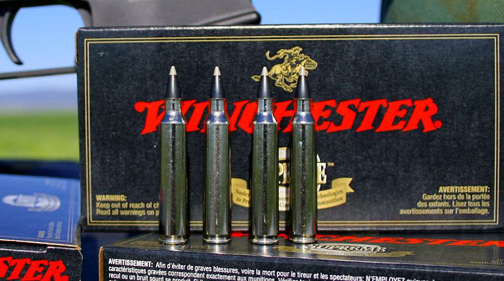top_5_varmint.jpg