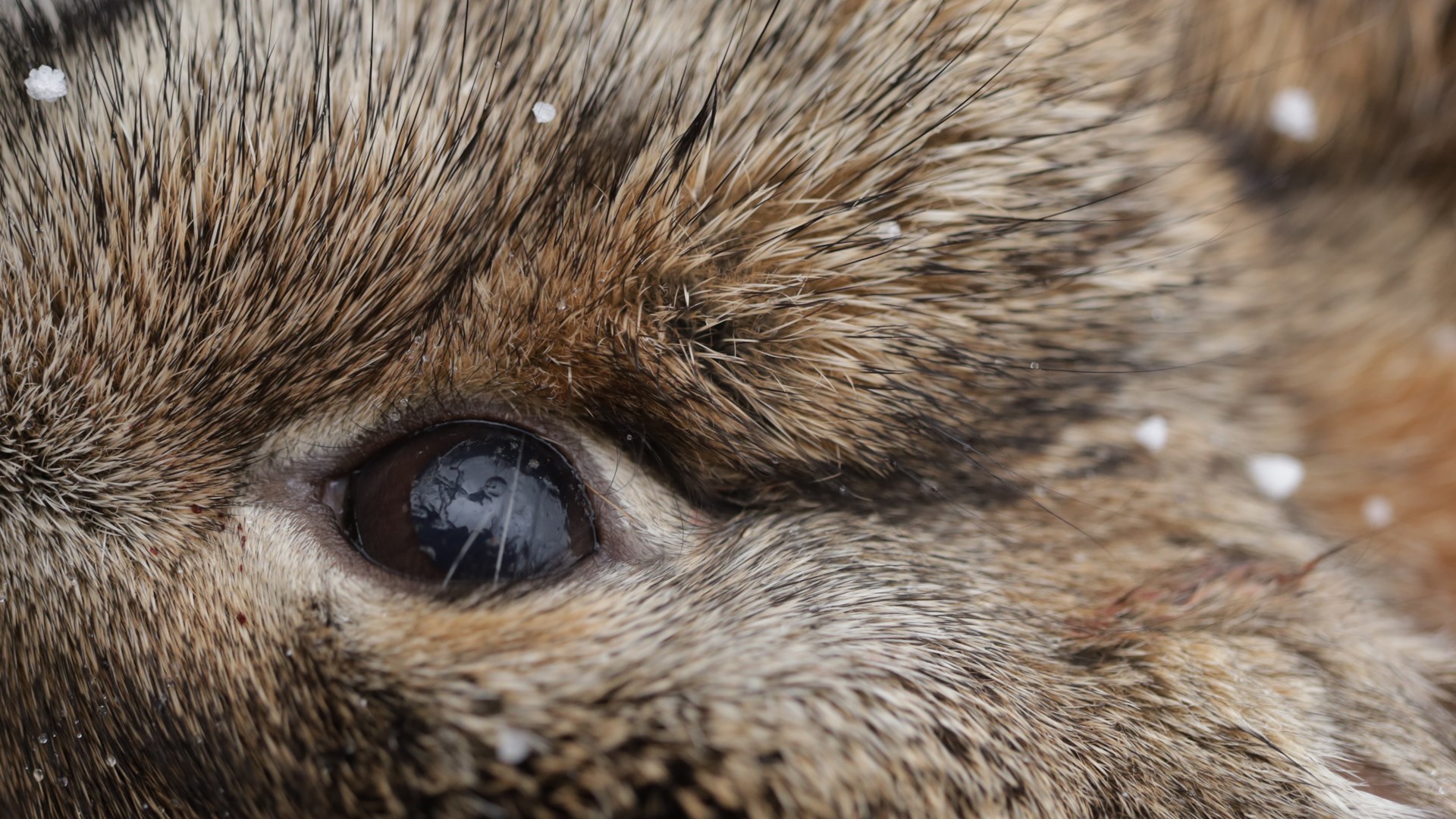 Black eye in a brush pile