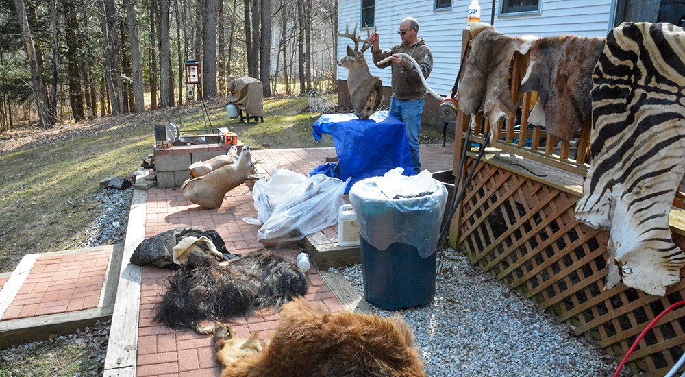 Man Cleaning Taxidermy Mounts to Eliminate Moth Infestation