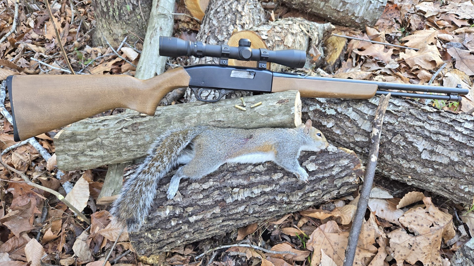 Squirrel and a winchester
